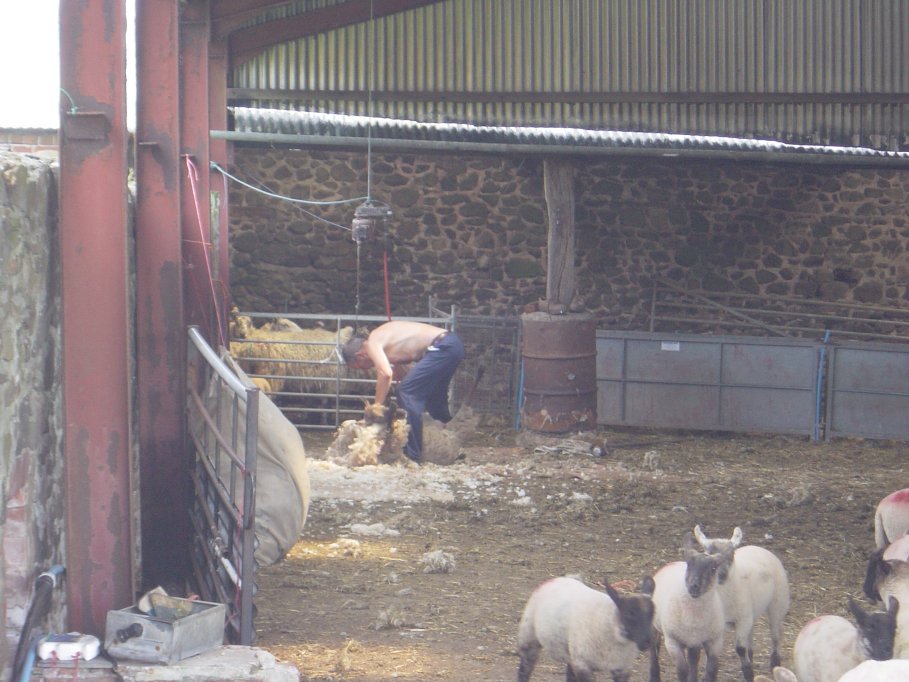 Sheep shearing en route to Bridges